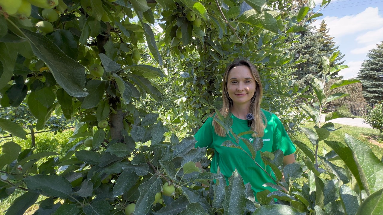 Apple scab &ndash; season summary #orcharding