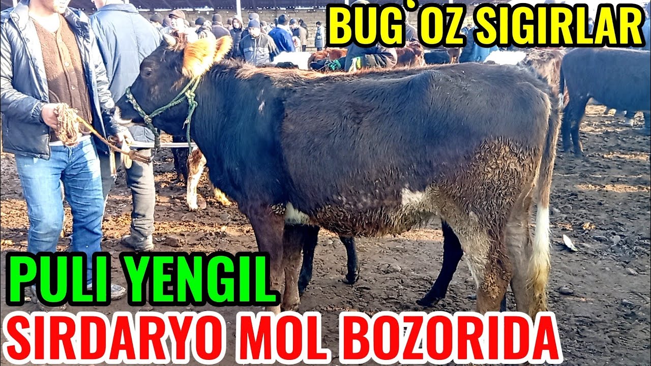 SIRDARYO MOL BOZORIDA BUGʻOZ SIGIRLAR NARXLARI BILAN TANISHAMIZ 🐄🐄🐄🐄