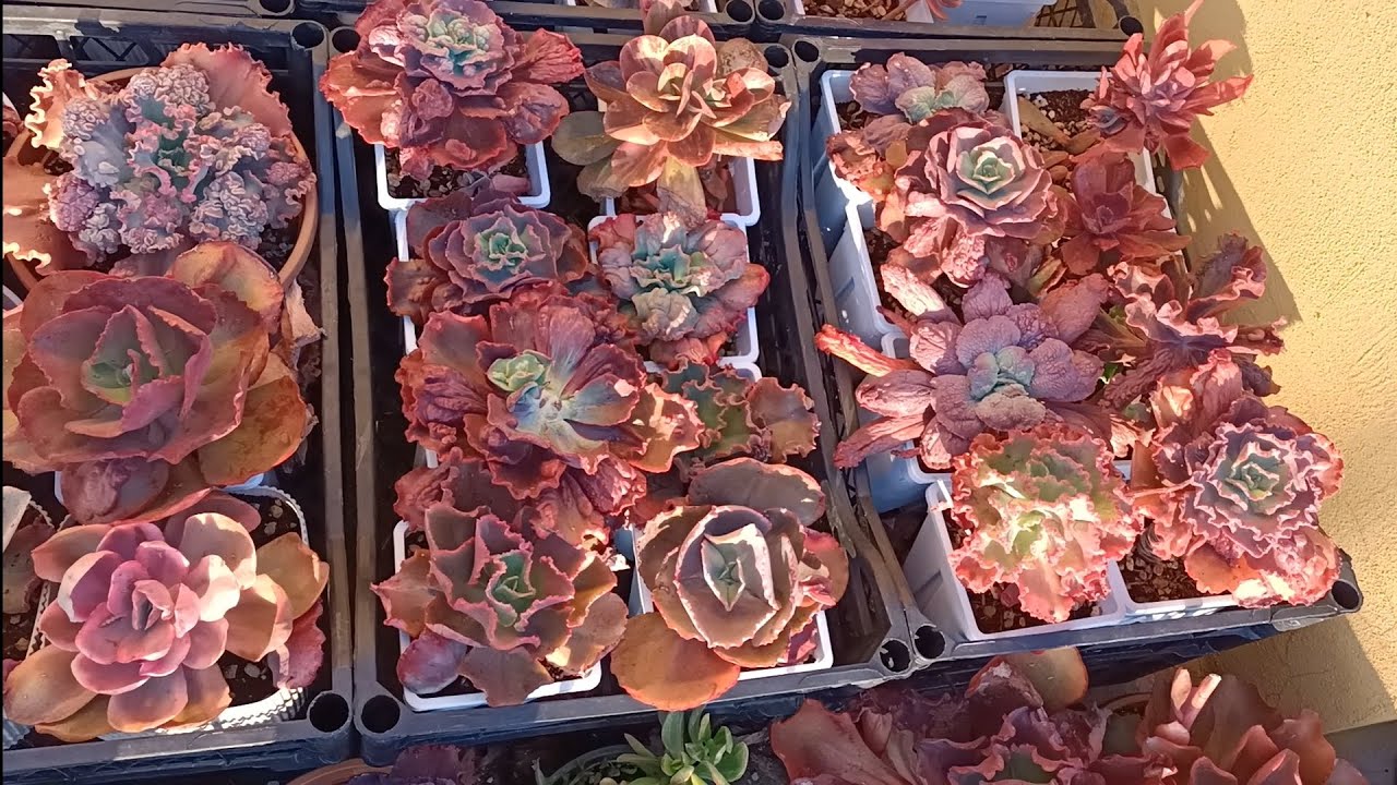 Gizellerim nasılmış bakalım mı😍😍😍#keşfet #beğen #yorum #succulent #satış 