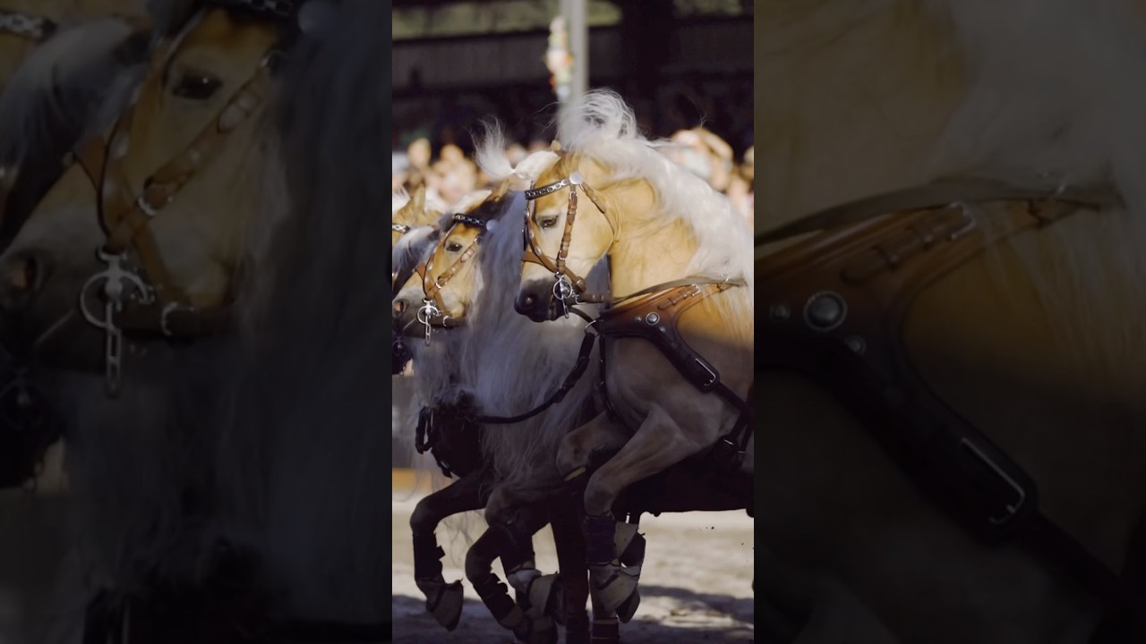 Epic Haflinger stallion Quadriga 🤯💪🏽💪🏽 #haflinger #gladiator #quadriga