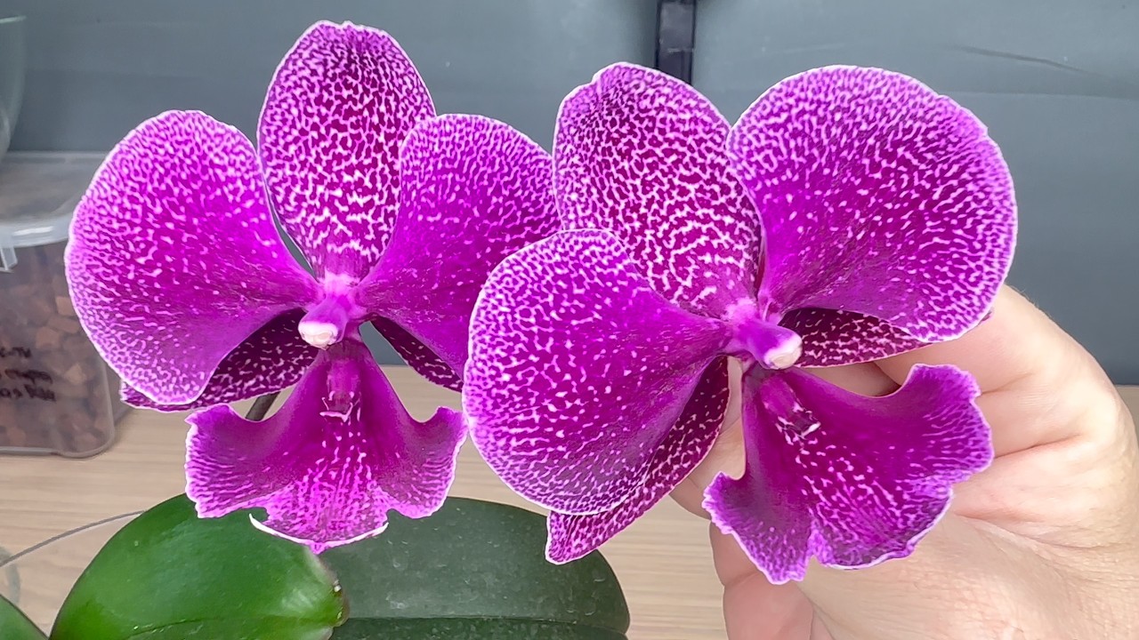 нарастили корни орхидеи в керамзите : одна из КАПРИЗНЫХ орхидей