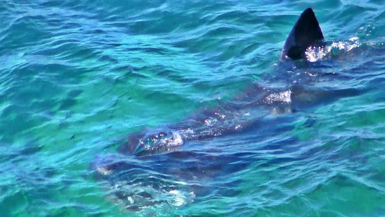 Basking Shark near Coverack in Cornwall
