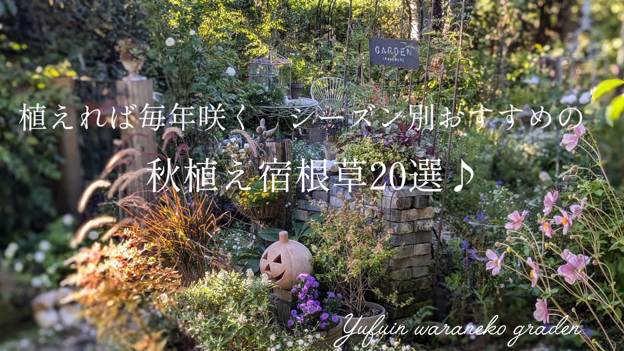 【2024　10月〜】植えれば毎年咲く　シーズン別で紹介!おすすめの秋植え宿根草20選♪