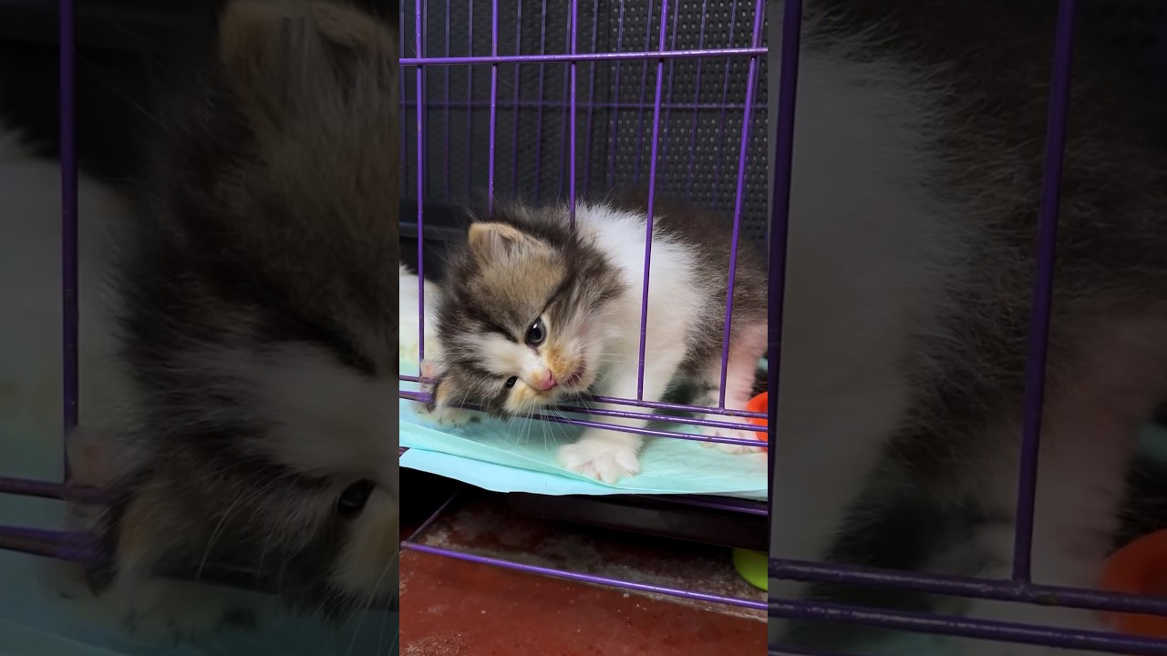 Cute kittens trapped and tangled are really cute 