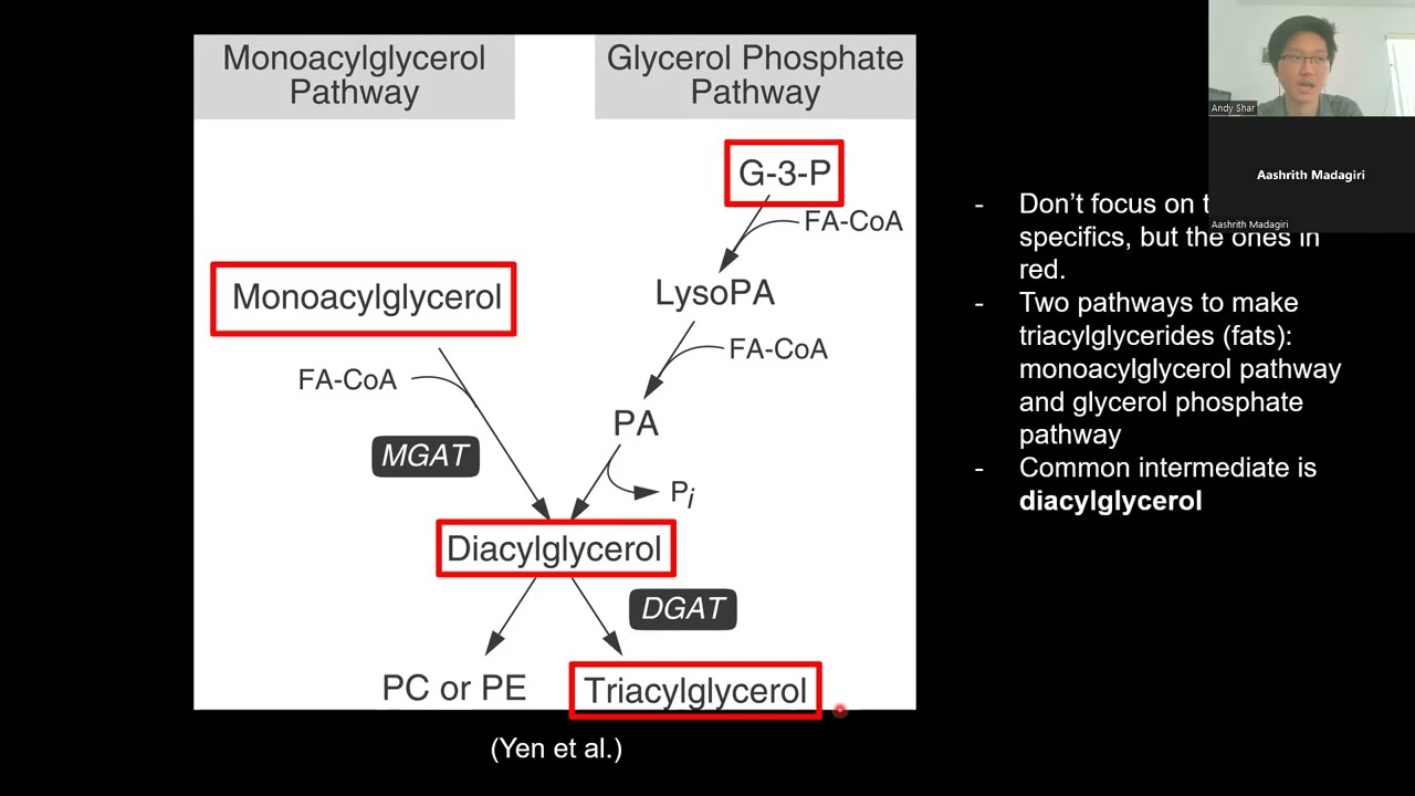 DGAT Isoenzymes Passage Walkthrough