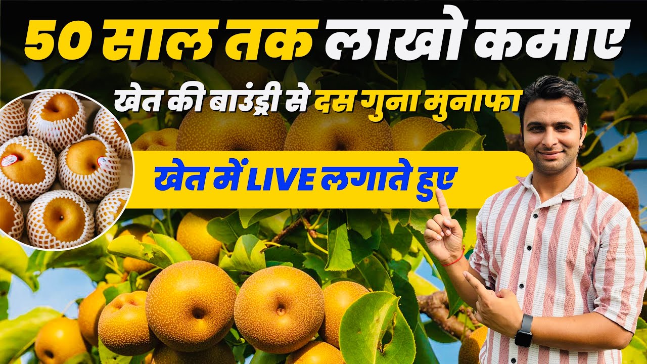 खेत की बाउंड्री पर नाशपाती के पेड़ लगाने का तरीका | एक बार लगाओ और 50 साल तक लाखो कमाओ | Asian pear