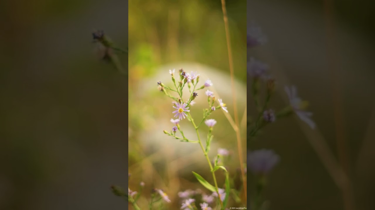 #NatureReel #IntoTheWild #NaturePhotography #EarthFocus #StayAndWander #WildernessCulture
