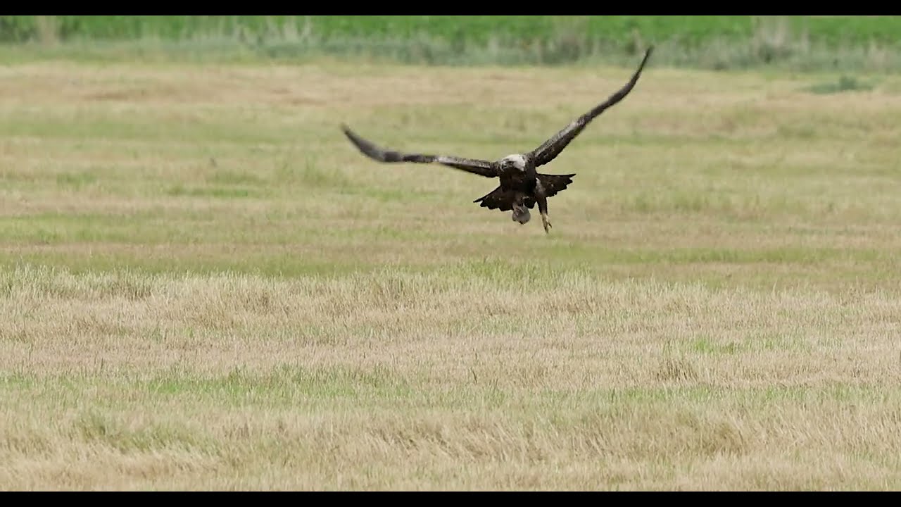 Golden Eagle Lille Vildmose 2025