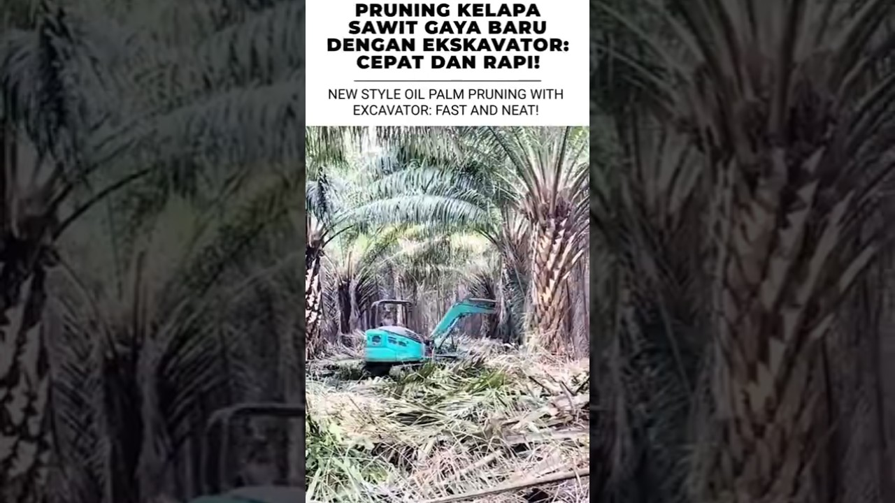 PRUNING KELAPA SAWIT GAYA BARU DENGAN EKSKAVATOR: CEPAT DAN RAPI!