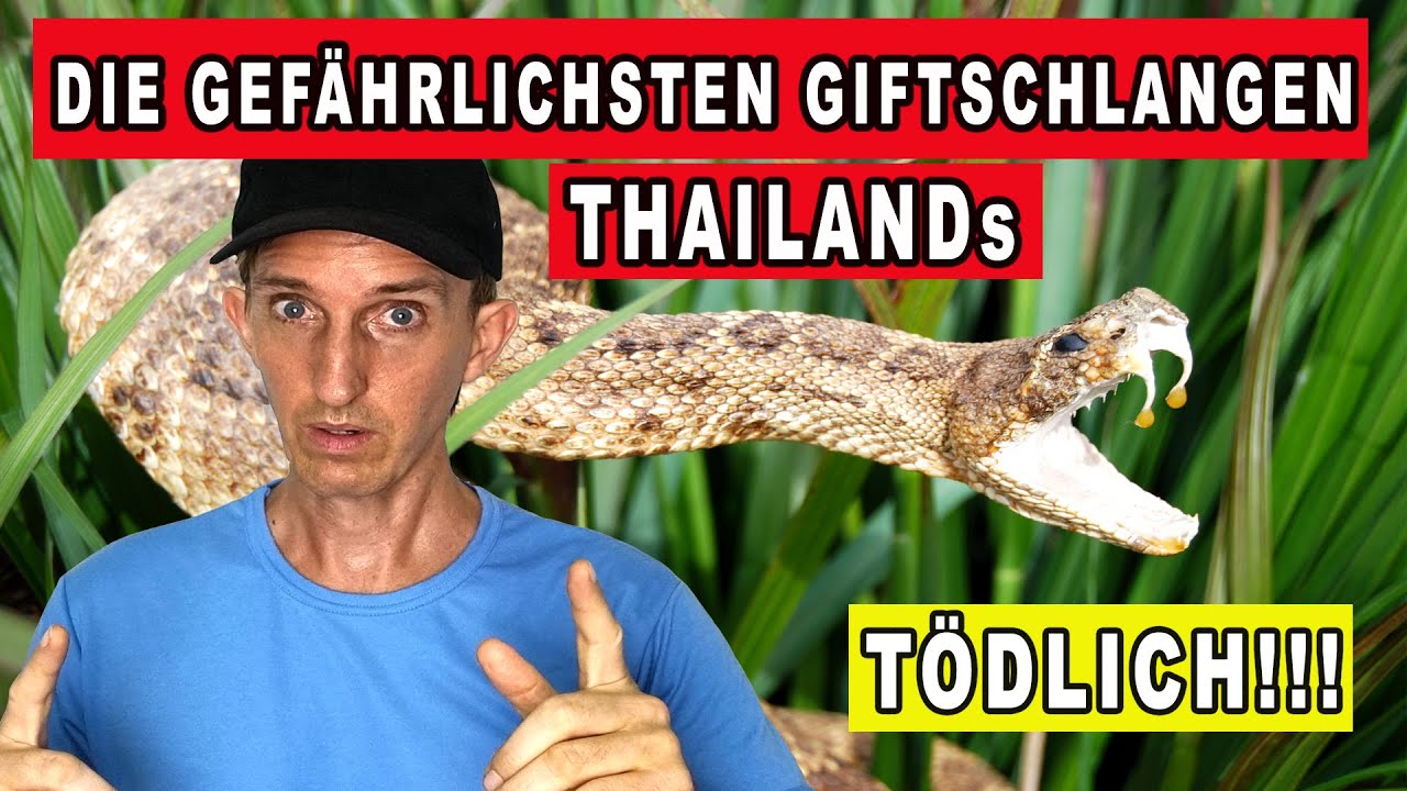 DIE 7 GEF&Auml;HRLICHSTEN GIFTSCHLANGEN IN THAILAND [Leben in Thailand]