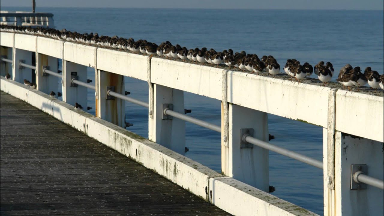 22 FEB 2011 BELGIAN COAST 