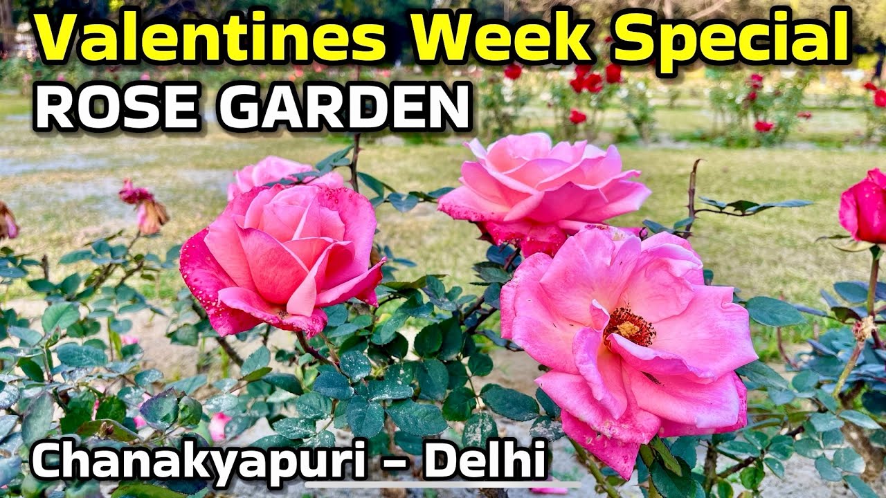 Valentines Week Special - Rose Garden (India Africa Friendship Rose Garden) Chanakyapuri Delhi