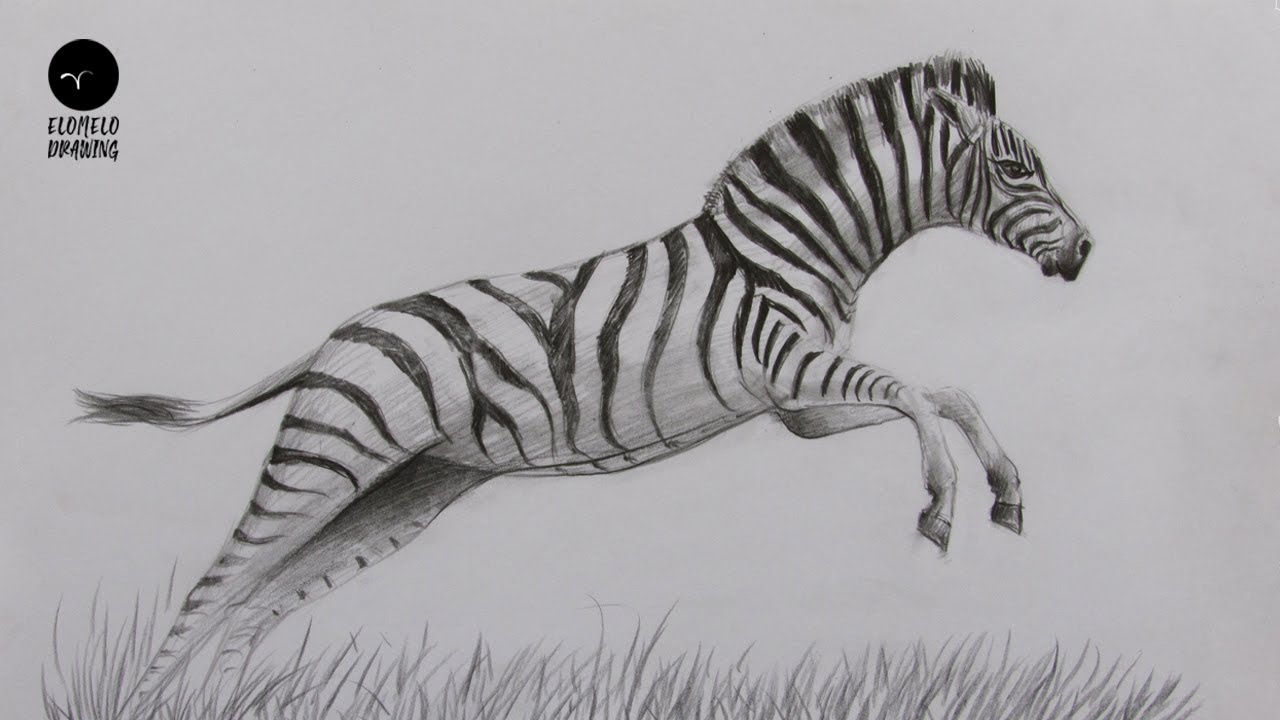 How To Draw A Zebra : Pencil Sketch : Zebra Drawing