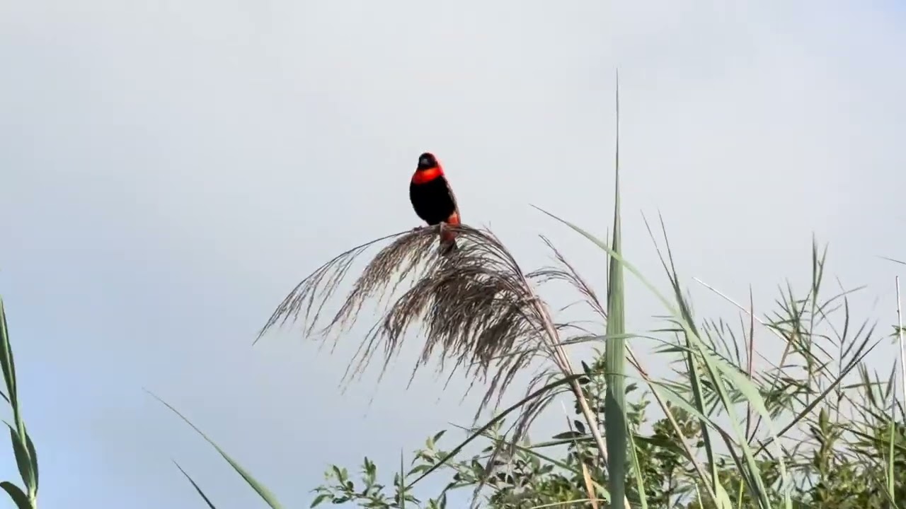 Fleuve Zambèze aux confins de la Namibie. Farniente et observation des oiseaux