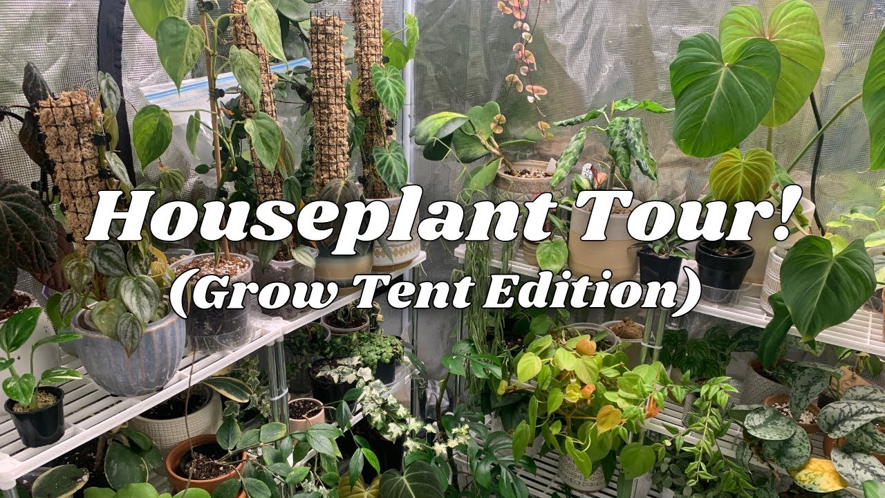 Grow Tent Houseplant Tour! 🌿 | ft. Grow Tent Set Up + Lessons Learned