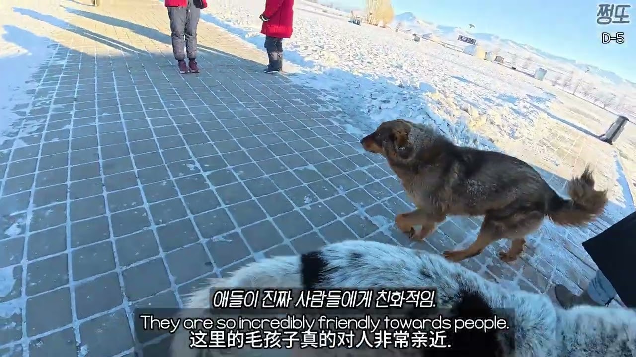 난 방카르 보고왔다. i saw the mongolian dog (bankhar) #mongolia #여행 #蒙古 #dog #adorable 