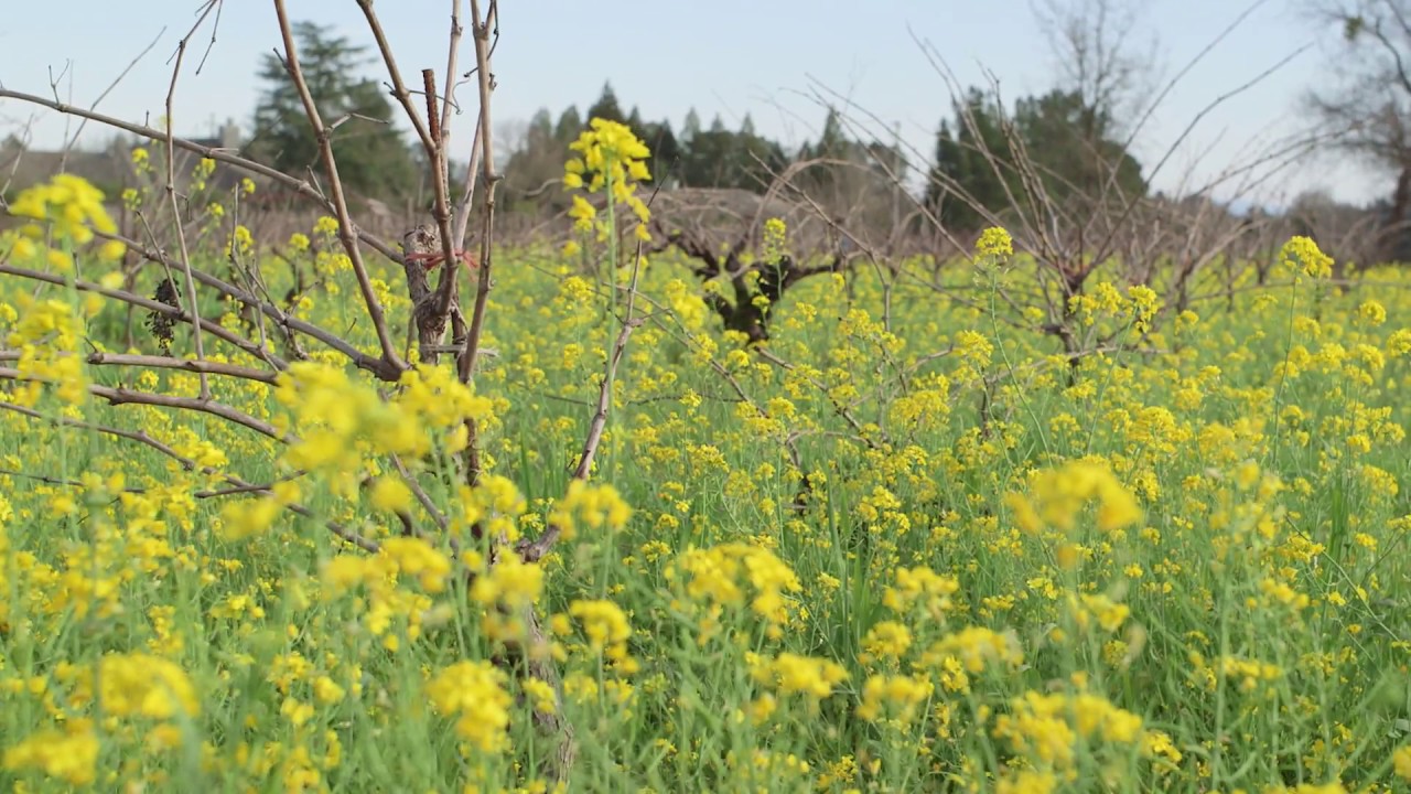 Vineyard Rehab