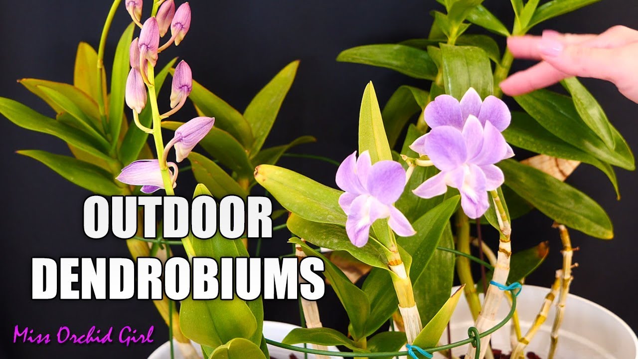 Outdoor Dendrobium Orchids - Updates & future plans