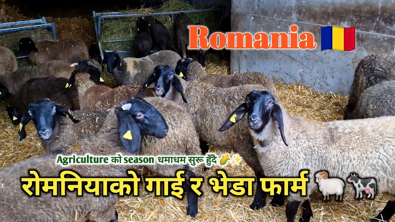Prundu 🇷🇴 || रोमनियाको गाई र भेडा फार्म 🐏🐄 || Agriculture को season धमाधम सुरू हुँदै 🌽✨️