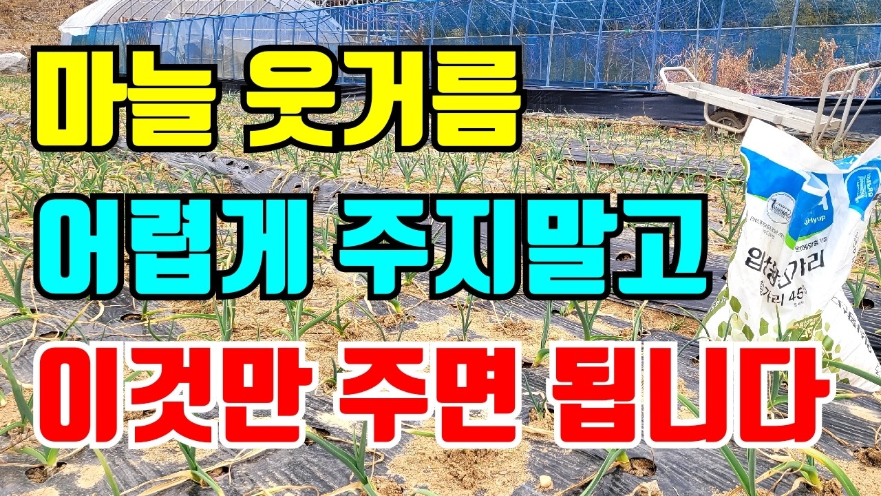 마늘 1차웃거름 이것저것 주지말고 딱2개만주면 됩니다. 이럴때 주세요