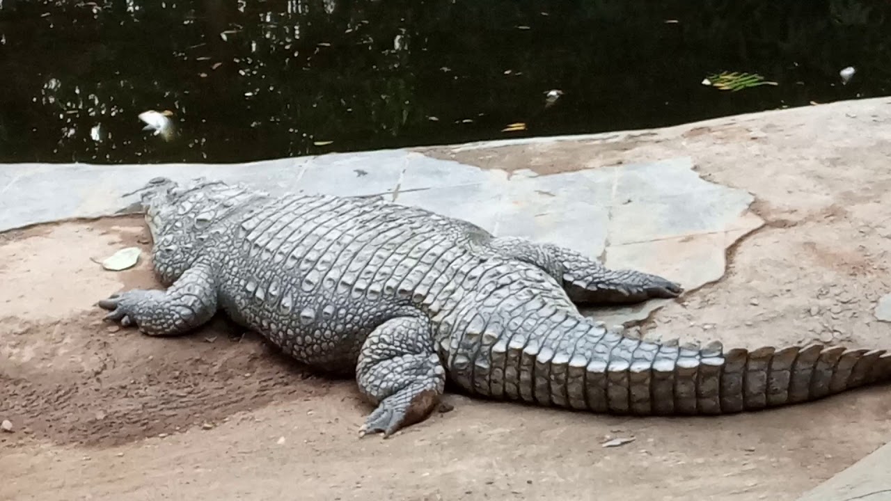 Gwalior zoo part 2