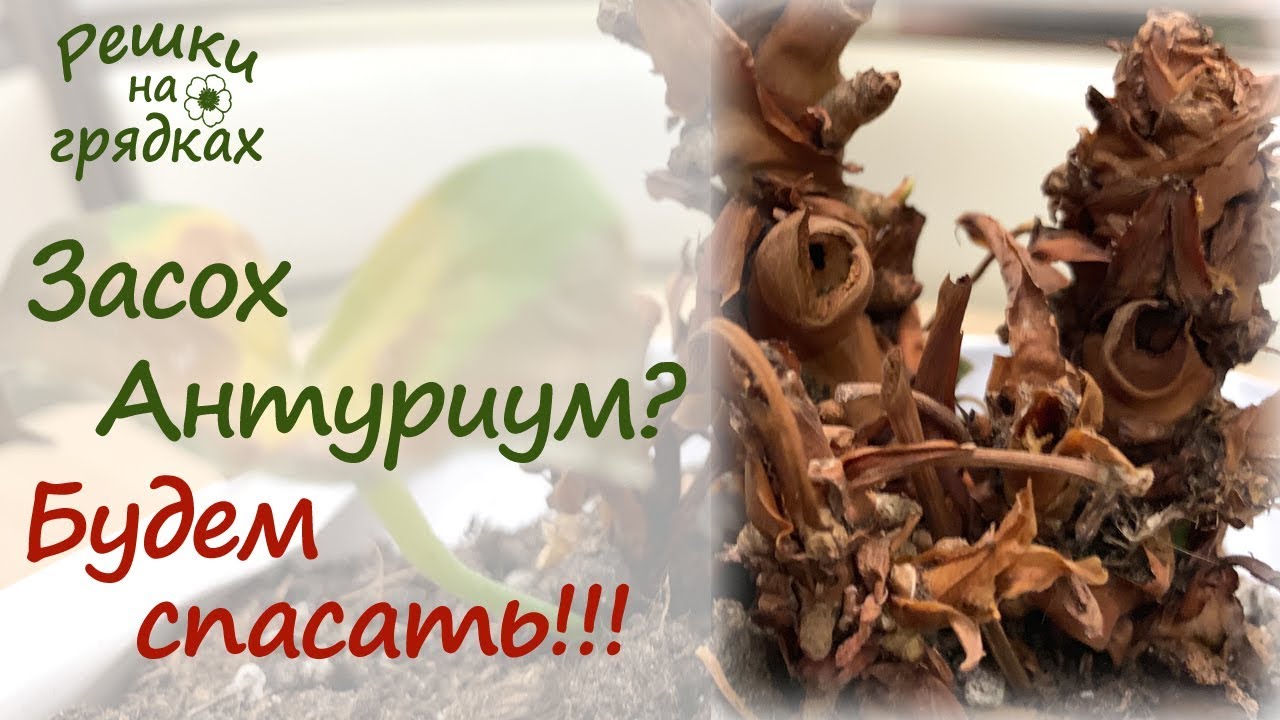 Засох антуриум?! Можно реанимировать антуриум и спасти его!!! Видео от 15.02.2019