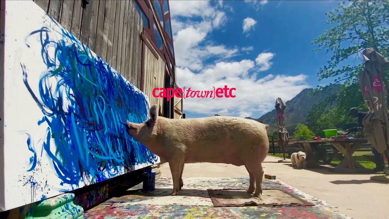 WATCH: introducing Cape Town's most adored artist, Pigcasso!