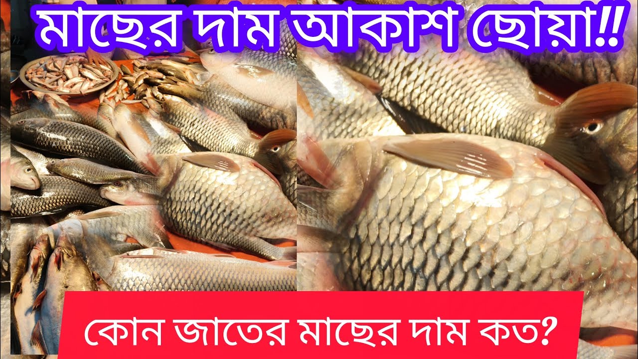 মাছের দাম আকাশ ছোঁয়া! আজ কোন মাছ কত দামে বিক্রি হচ্ছে?রুই–কাতলা থেকে ছোট মাছ #viral