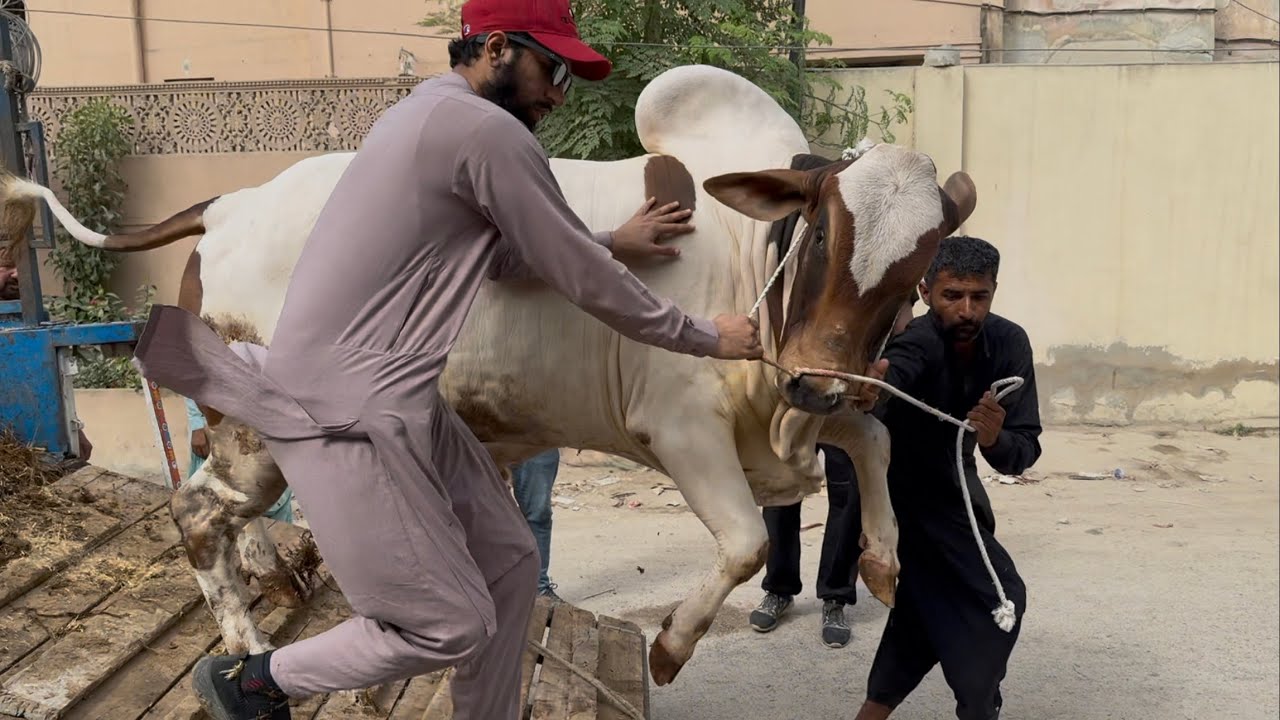 Dr. Sahiba Ka Qurbani Collection 2025 Unky Ghr Khud Chor Aye | AR Maani