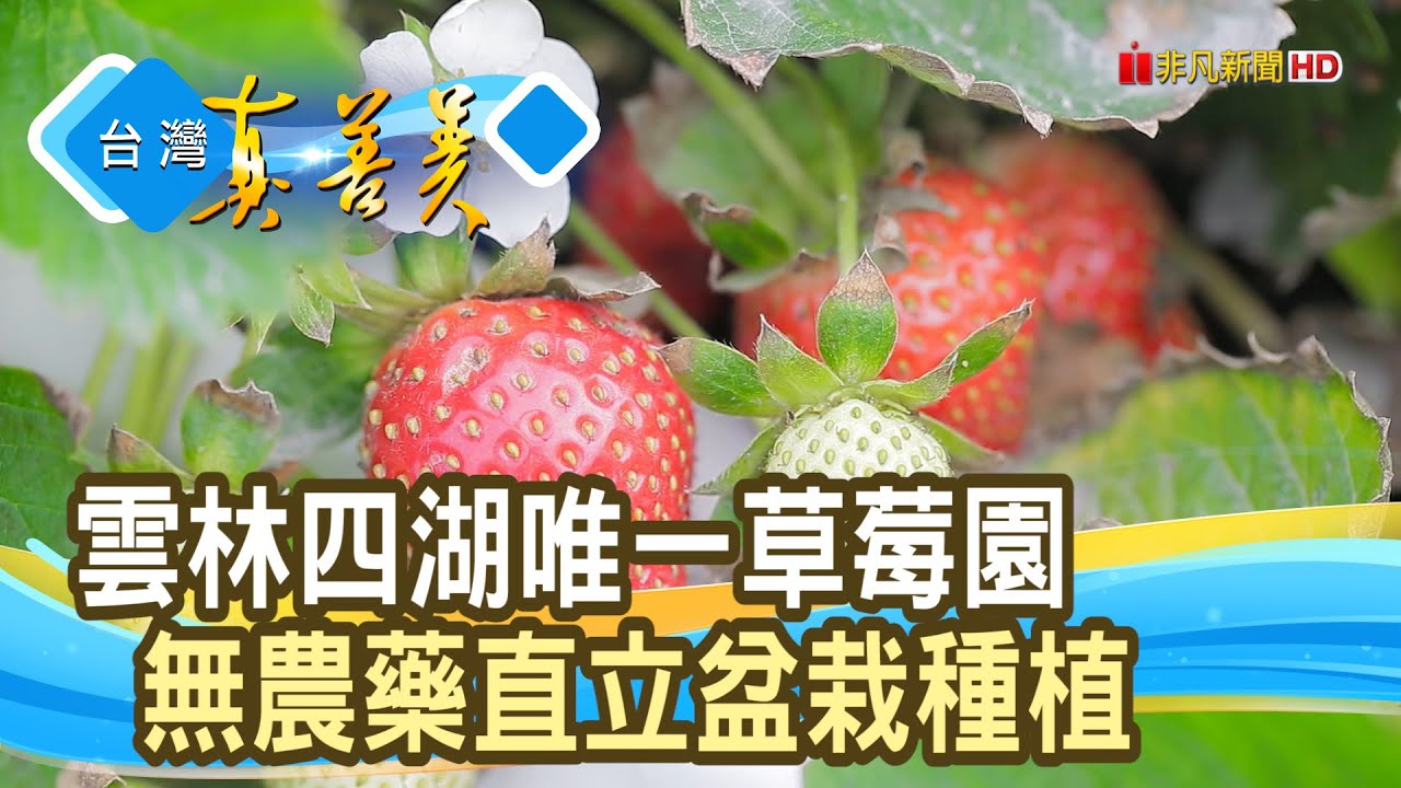 吹海風長大的“四湖草莓”｜福家草莓果園｜【台灣真善美】2025.02.09