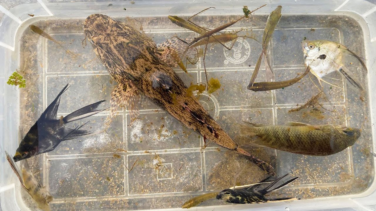 Natural small insects live under water in Cambodia lake. angalfish, betta, marble goby​​ fish.