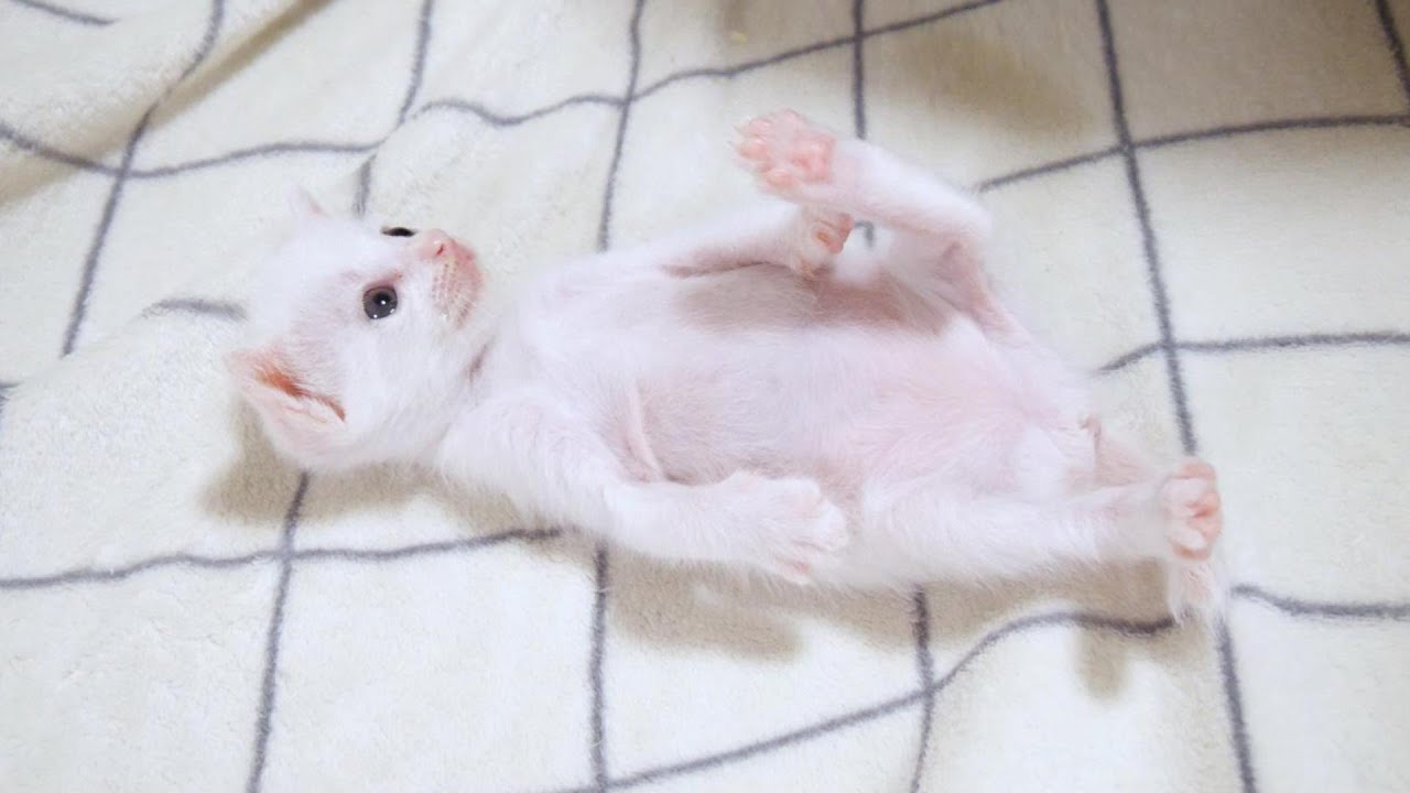 Белый котенок ждал, пока проснется ее друг... [Котенок, кот под защитой]