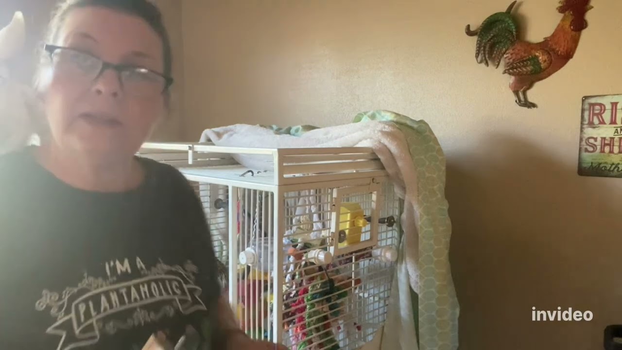 Goffin Cockatoo gets scary new perches 🥹