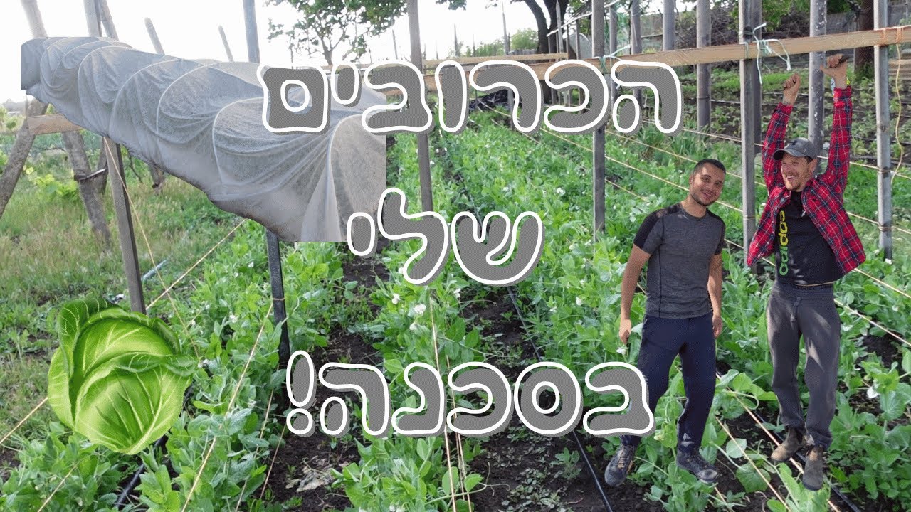 בנינו חממה קטנה נגד חרקים – באמצע שום מקום במולדובה! 🐛🥶 | גידול כרוב ואפונה מהפכני