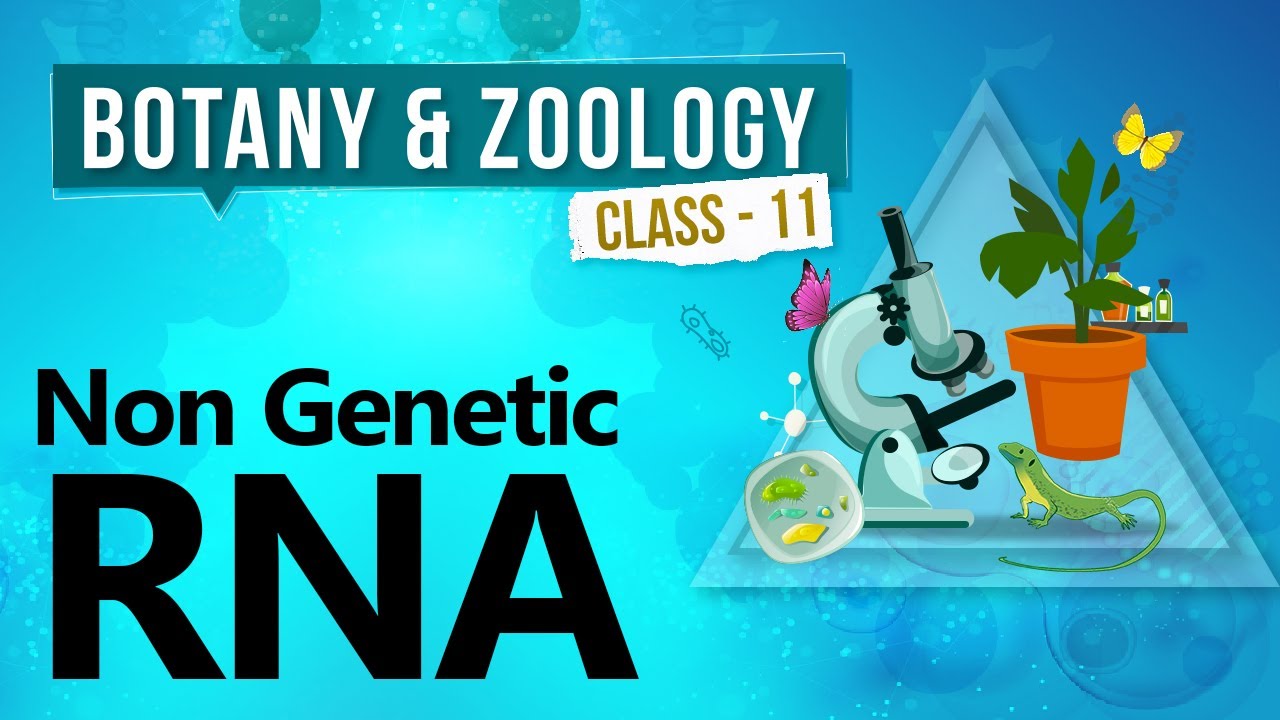 Non Genetic RNA - Biochemistry of Cell - Biology Class 11