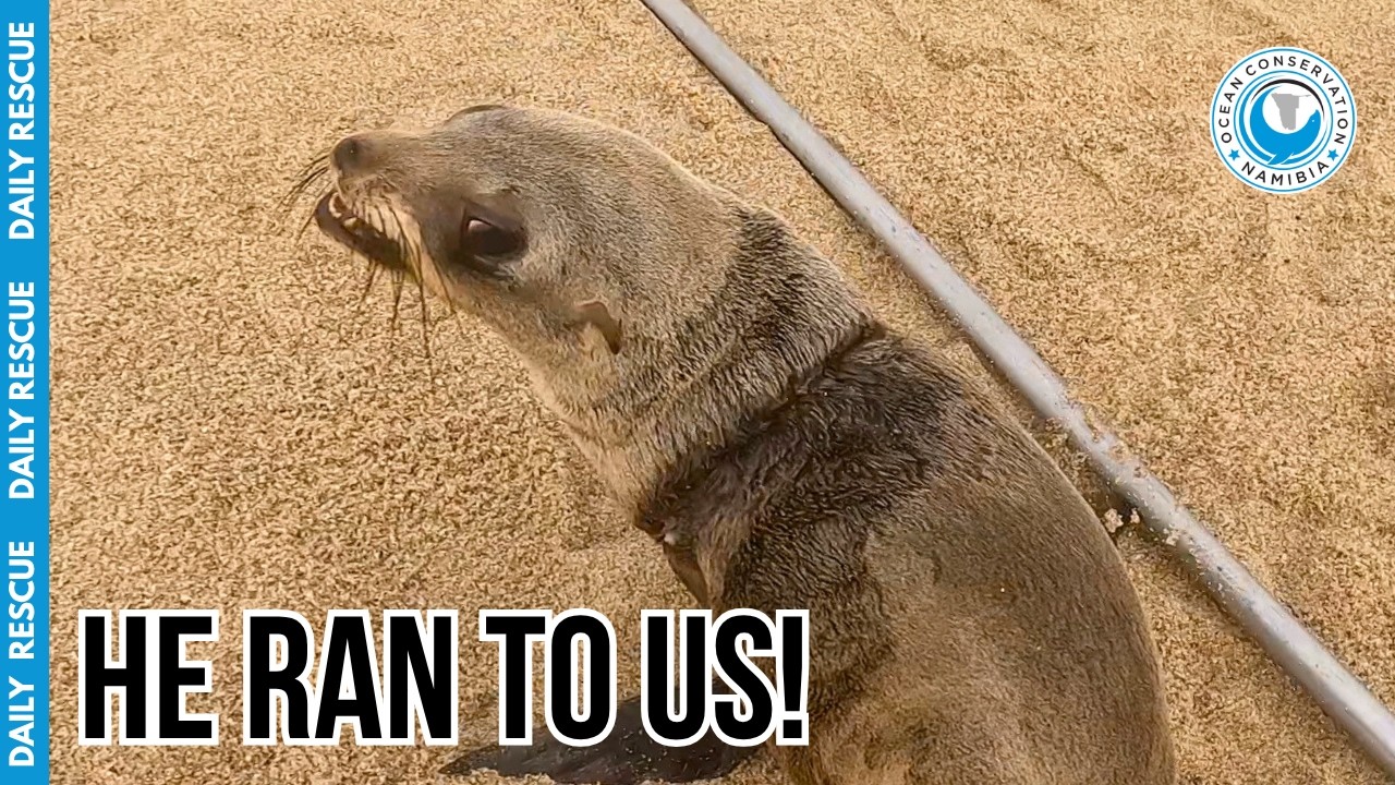 Did This Rescued Seal Actually Ask For Help From Us?