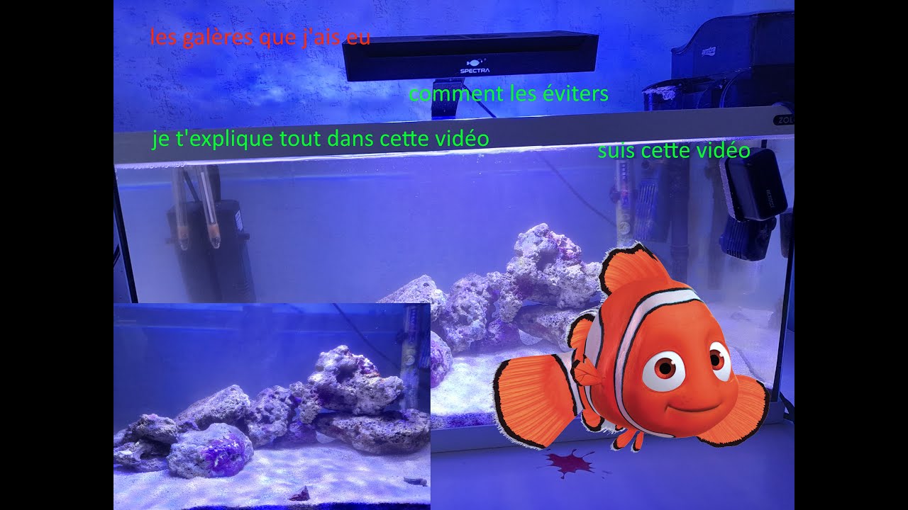 Les galères que j'ais eu dans mon aquarium marin comment les éviter ???