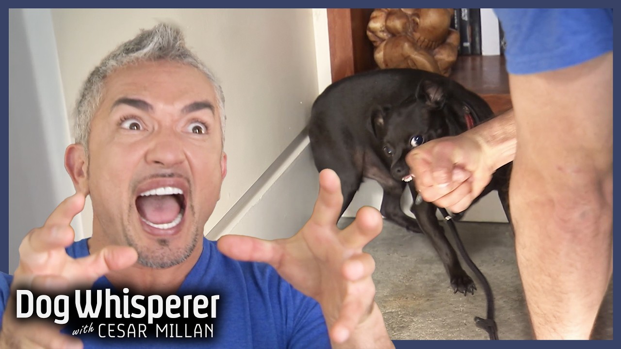 Cesar Bitten By Out-Of-Control Chihuahuas | Dog Whisperer With Cesar Millan