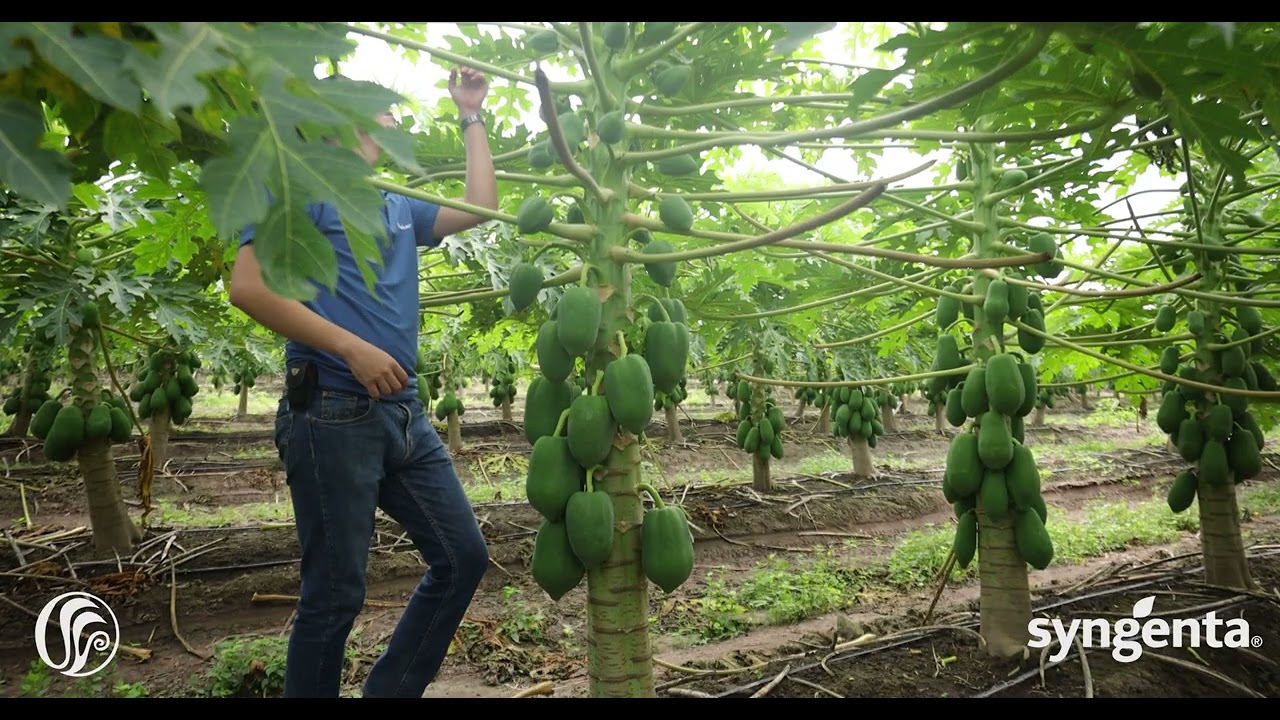 TECTO&reg; 60  fungicida de amplio espectro de Syngenta M&eacute;xico