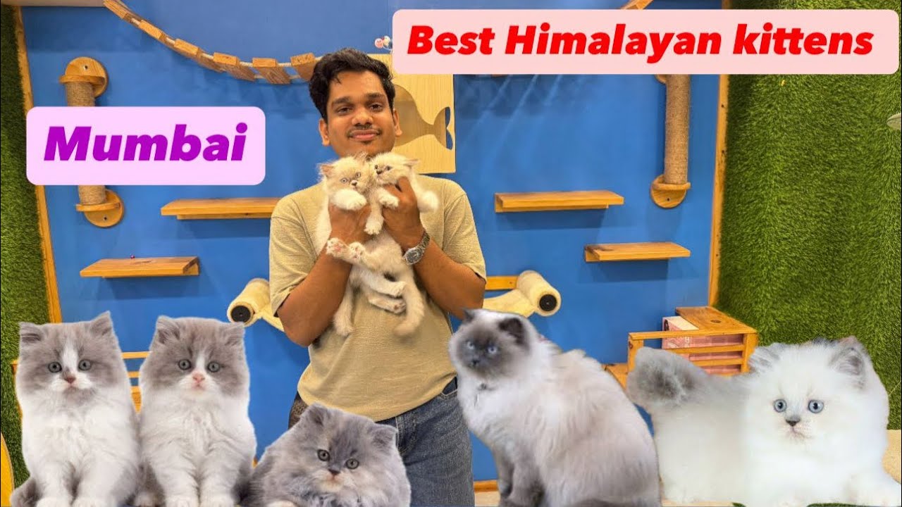 🐈 Rare Himalayan Kittens in Mumbai 🐾 | Healthy & Trained Cats at Cat Dad #himalayan #catvideo #cat 