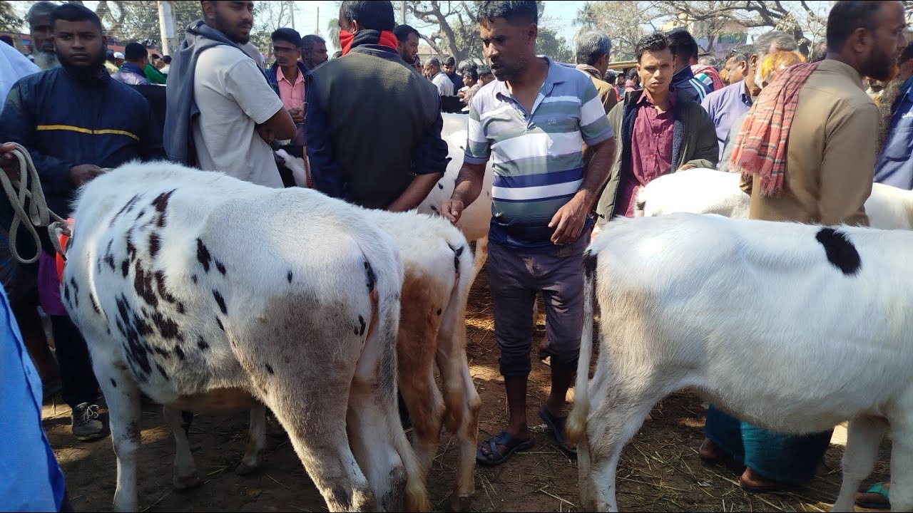 ৭ ফেব্রুয়ারি শনিবার ভাঙ্গুড়া শরৎ নগর পশুর হাটে খুব কম দামে ভালো মানের বকনা দেখুন। 