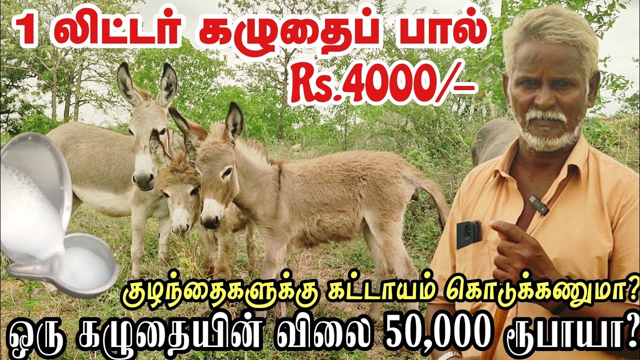 ஒரு லிட்டர் கழுதை பால் 4000 ரூபாயா? வீடு வீடாக கழுதை பால் விற்பனை |  Donkey Farm #donkey #farming.