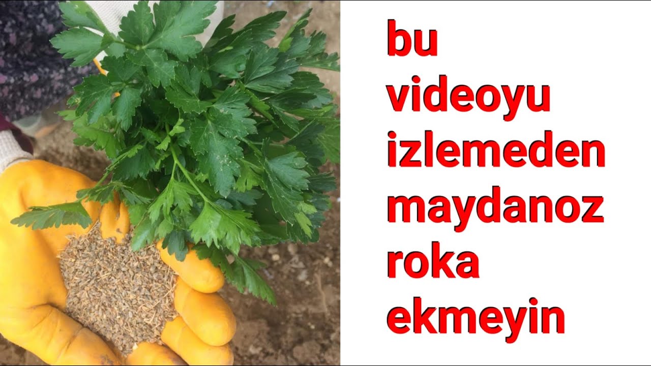 Maydonozu rokayi izlemeden ekmeyin