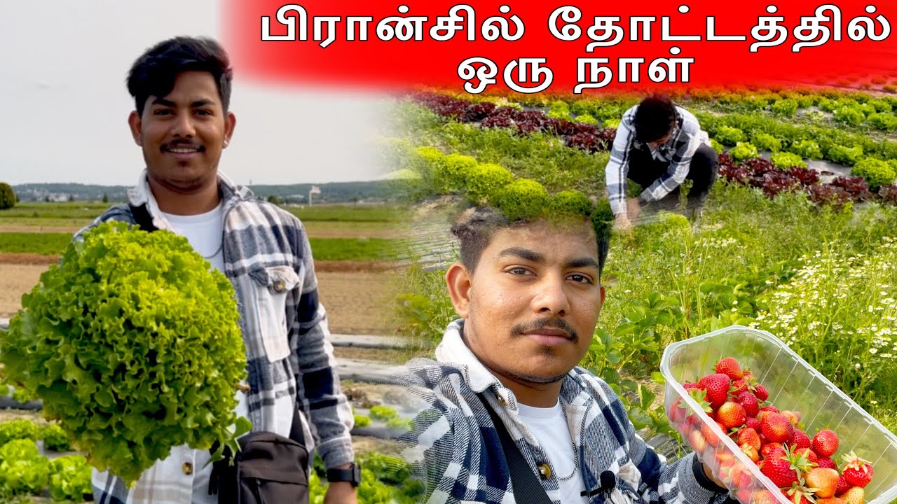 காட்டுமாதா கோயிலிலிருந்து காரில் 5  நிமிட தூரத்தில் உடன் காய்கறிகள் மற்றும் பழங்கள் பிடுங்குமிடம் !