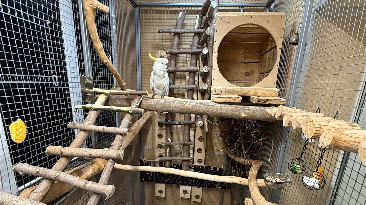 Richie adorable Cockatoo 😍😍😍
