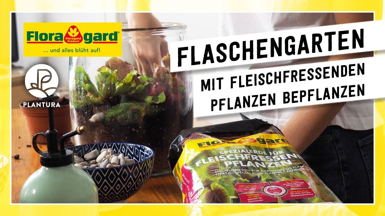 Flaschengarten mit fleischfressenden Pflanzen selbst bepflanzen