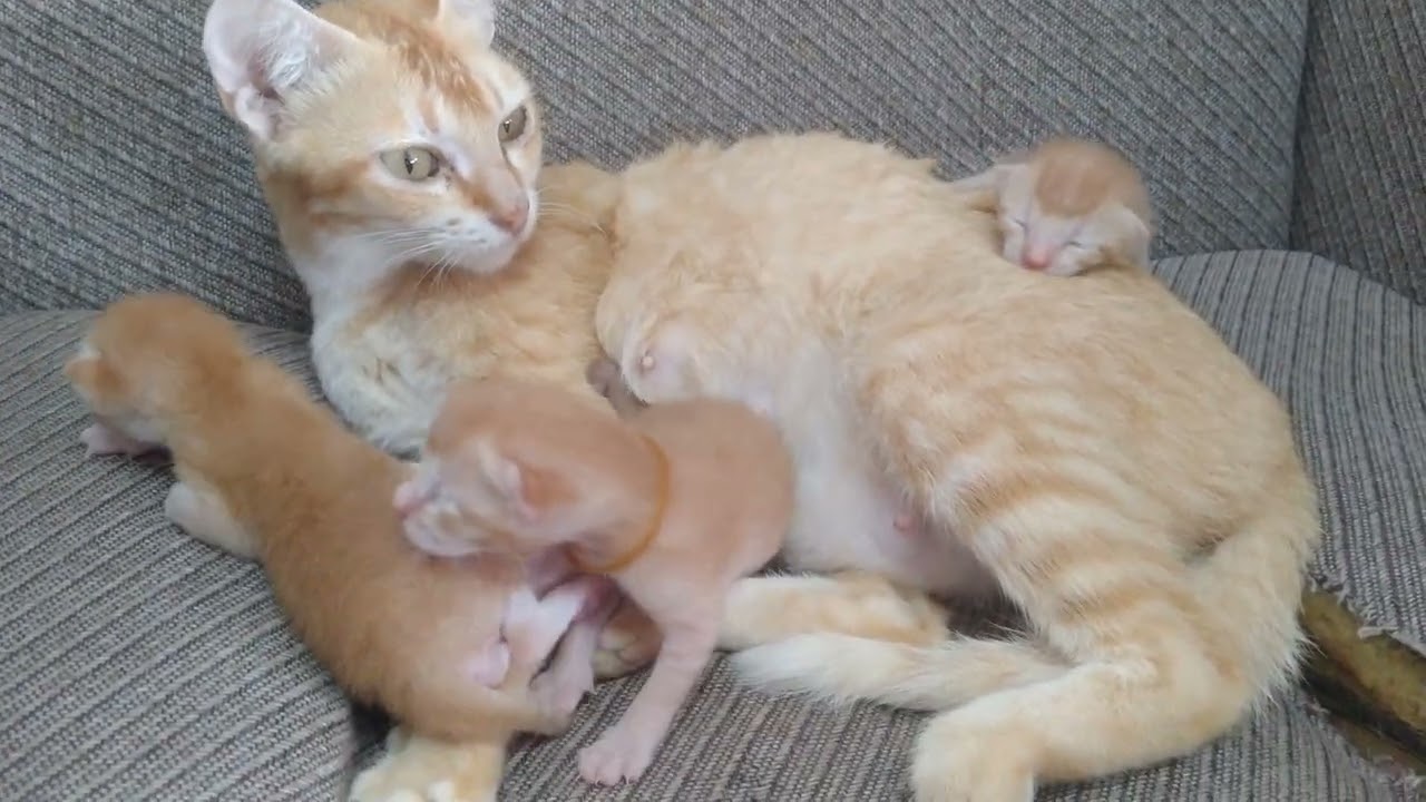 Imut ..umur 4 hari.#cat#cute #videoviral 