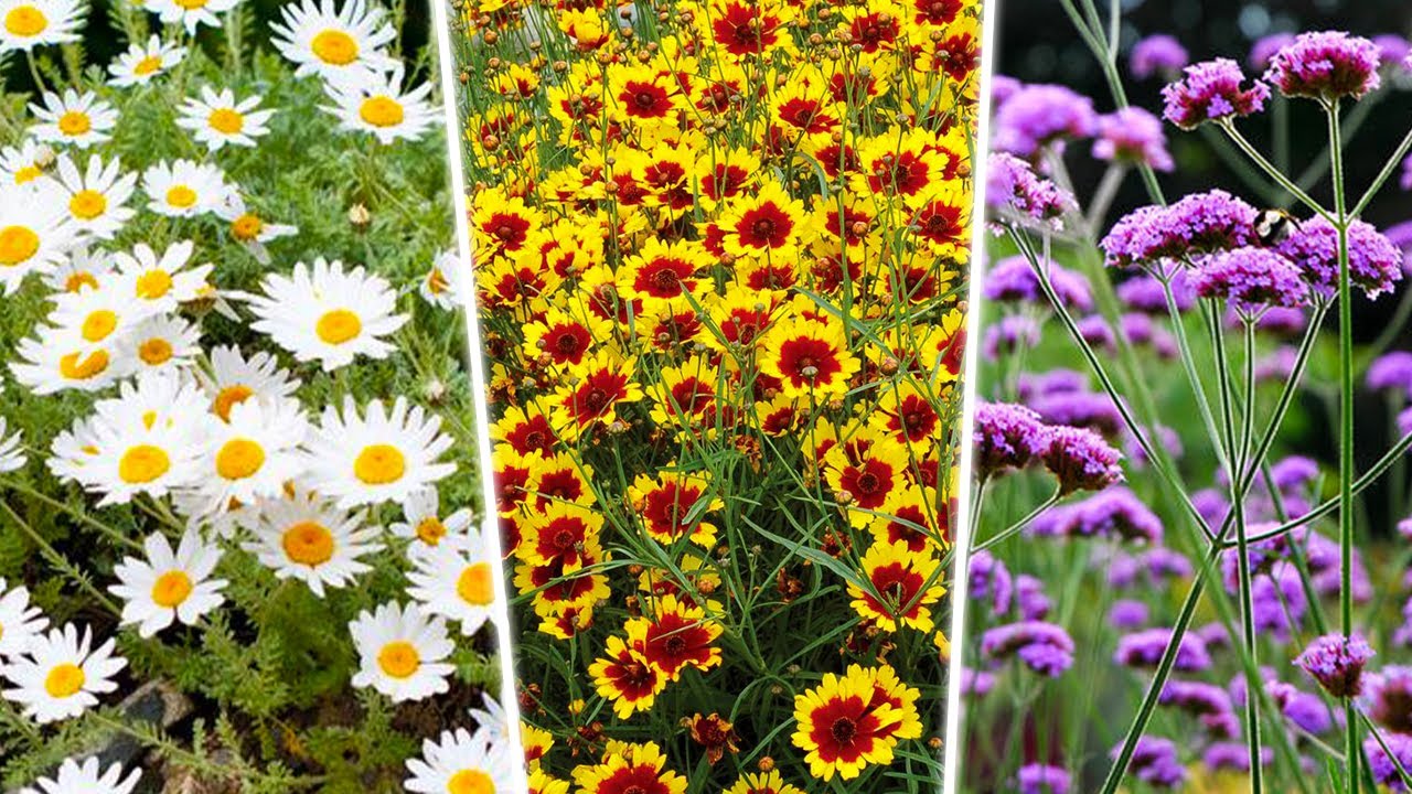 8 Plantes Vivaces INÉDITES ! Fleurs pendant 3 à 6 mois !