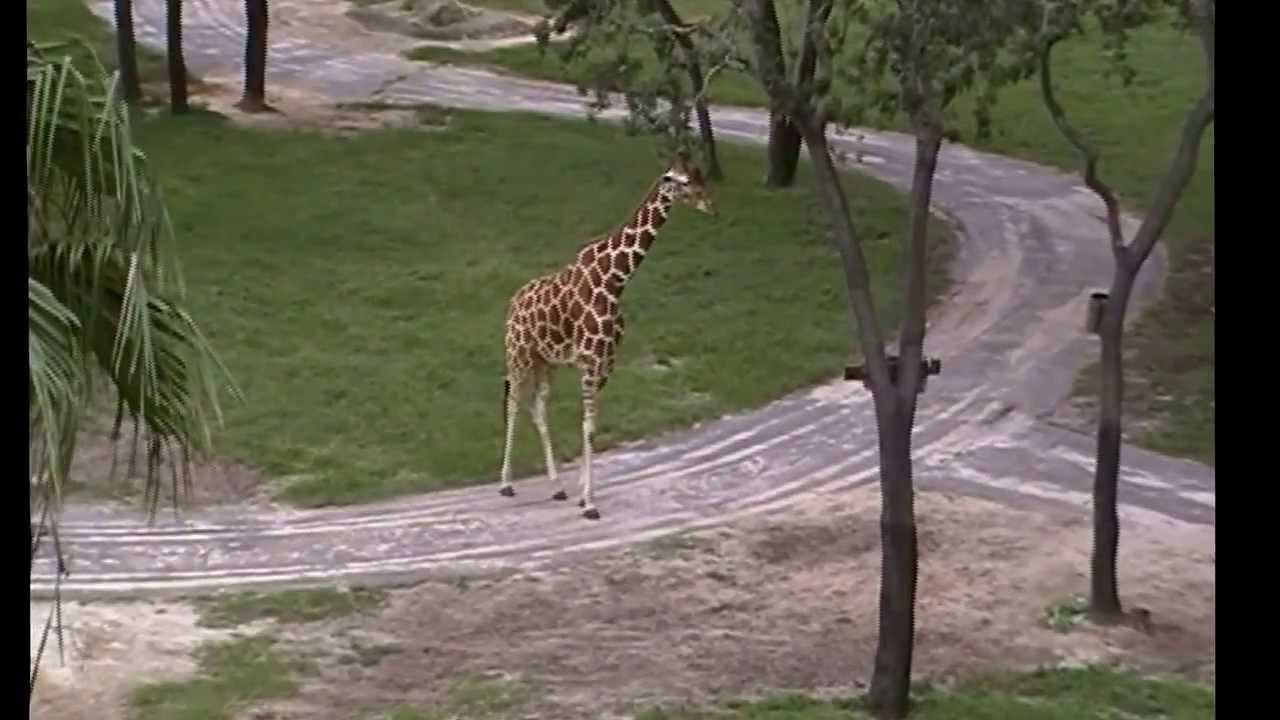 WDW Animal Kingdom Lodge Jambo House Savannah View Animals June 2013