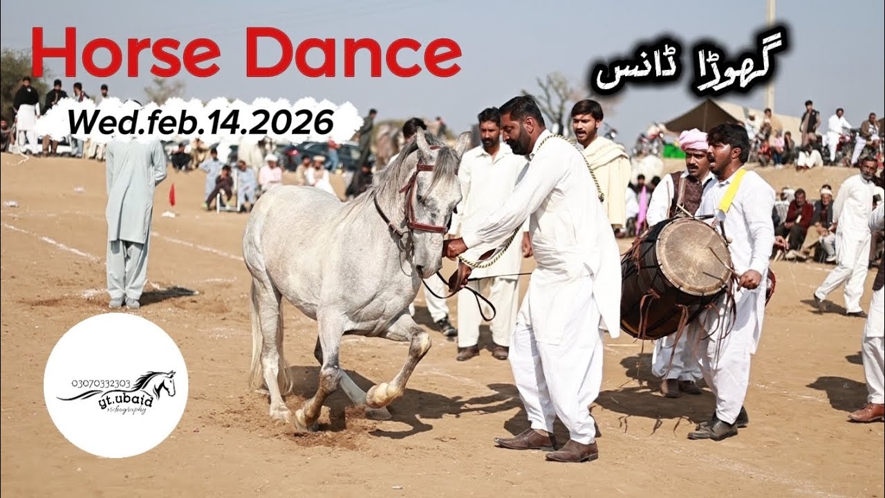Ghora Dance Horse Dance feb.4.2026 #horse #ghoradance #punjab #horsedance #2026 